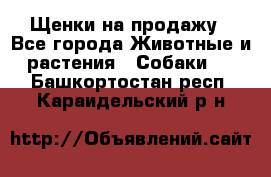 Щенки на продажу - Все города Животные и растения » Собаки   . Башкортостан респ.,Караидельский р-н